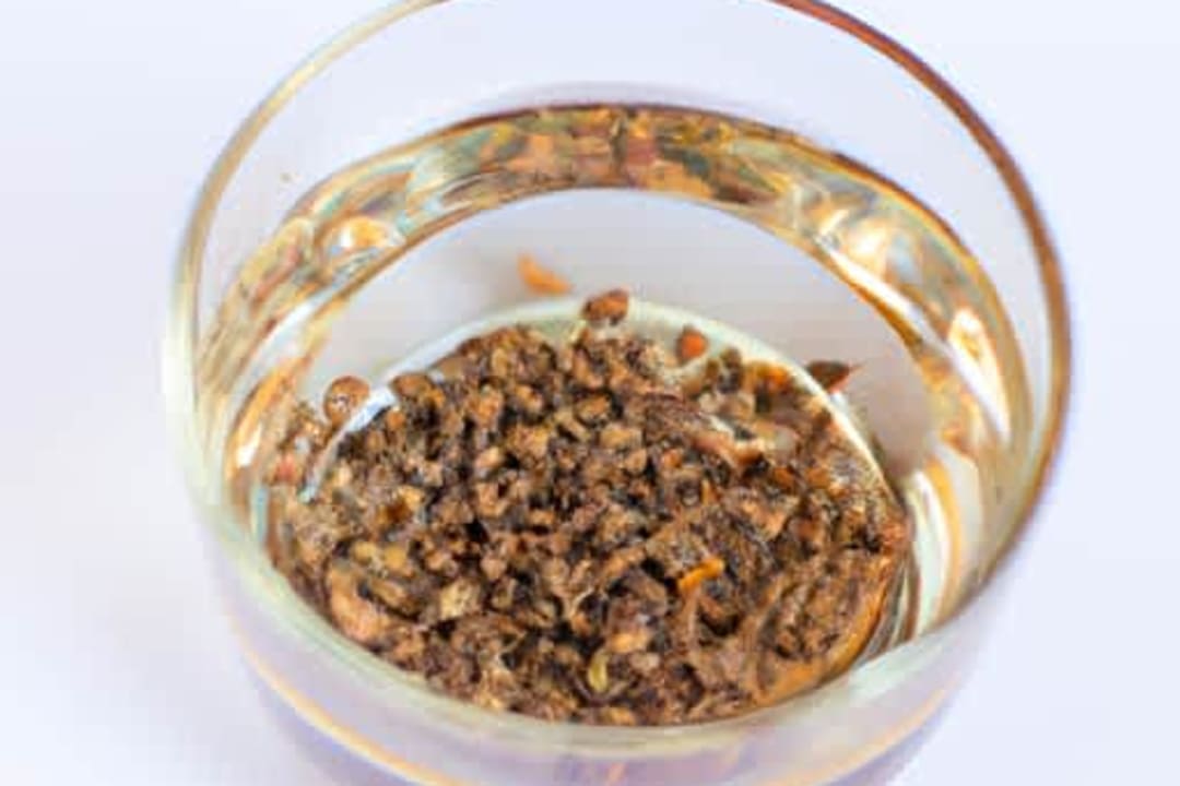 Luke Warm Carom Seed Water